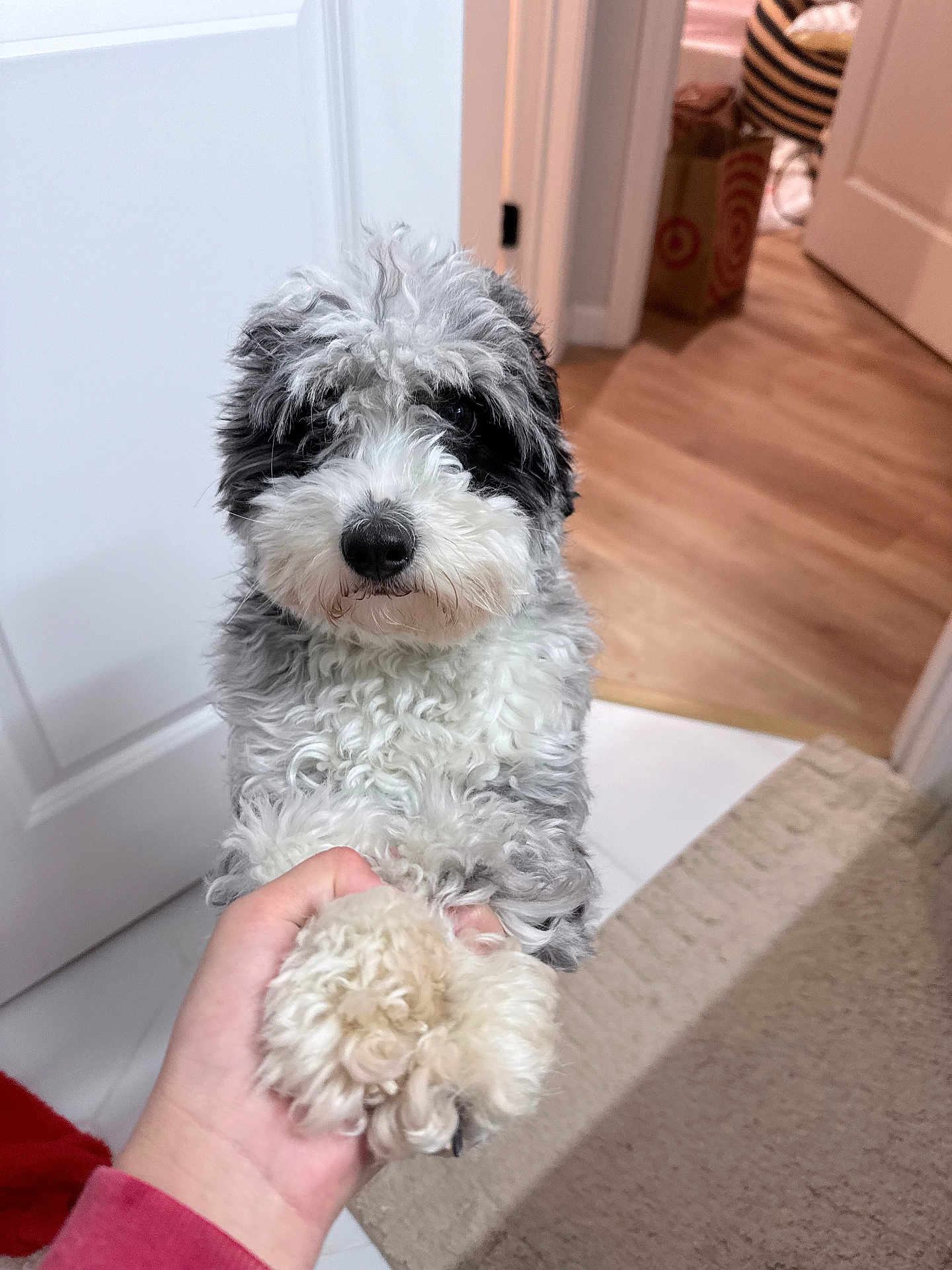 Baozi is registered to the contest to win money with this photo: dog, puppy, paw, human_hand, handshake, fluffy_fur, curly_fur, black_and_white_fur, pet, indoor, door, doorway, hardwood_floor, carpet, shopping_bag, nose, eyes, close_up, cute, portrait