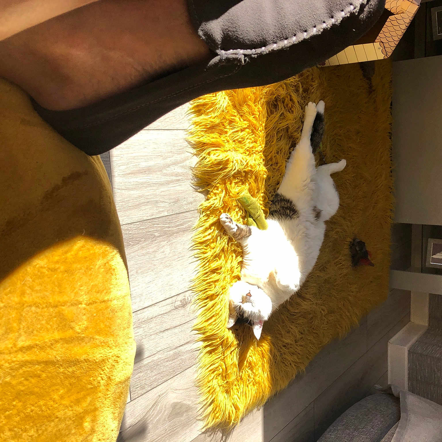 Smudge is registered to the contest to win money with this photo: building, carnivore, companion_dog, dog, door, elbow, flooring, foot, fur, heat, human_leg, knee, shadow, stairs, tail, tints_and_shades, window, wood, wrist, yellow
