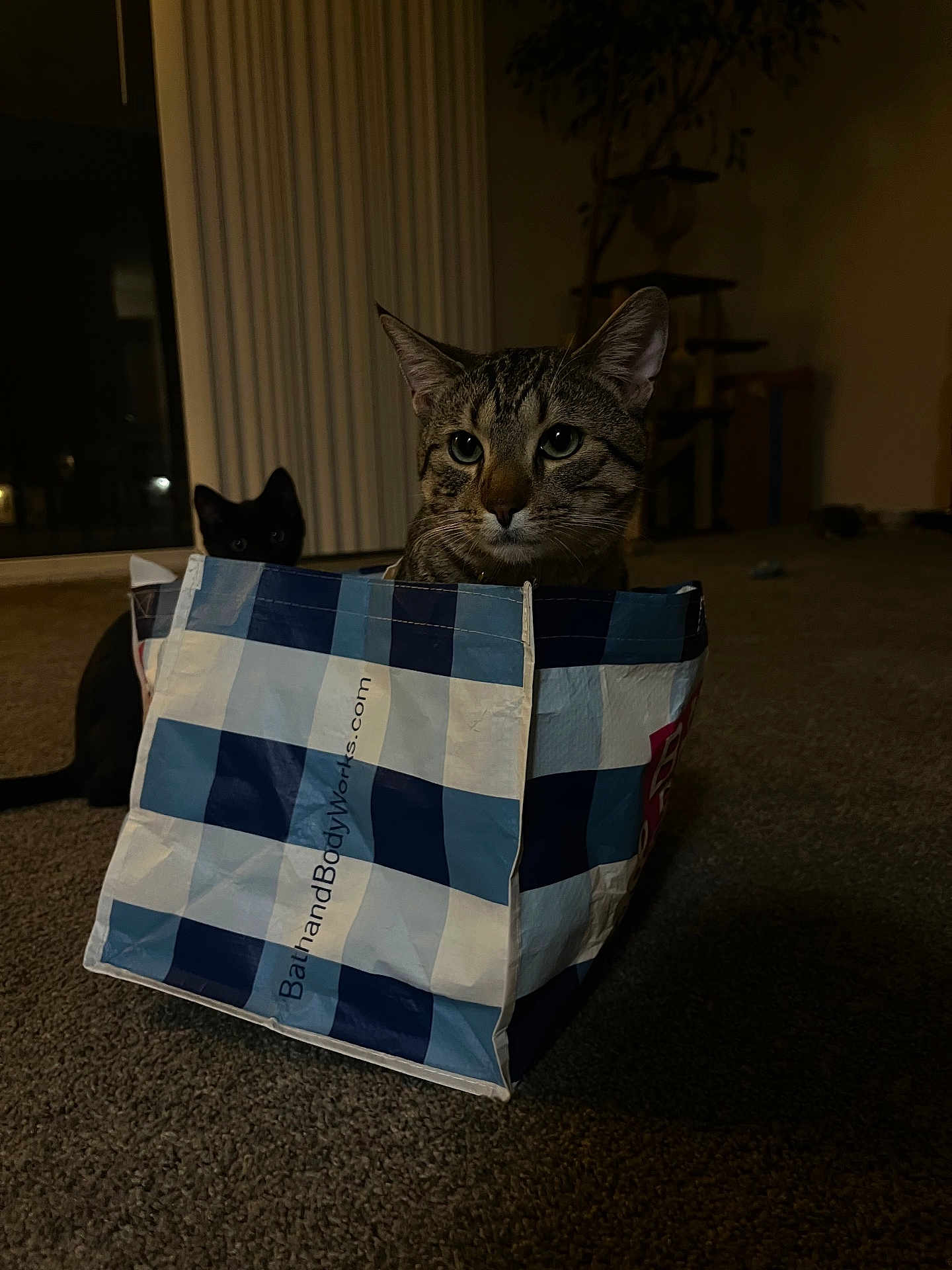 Milo Maccabees is registered to the contest to win money with this photo: cat, tabby_cat, black_cat, shopping_bag, bag, indoor, carpet, low_light, night, portrait, eyes, whiskers, ears, floor, blinds, plant, cat_tree, playful, curious, sitting