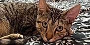 Milo Maccabees is registered to the contest to win money with this photo: cat, tabby_cat, pet, feline, whiskers, bed, blanket, patterned_bedding, ear, paw, tail, close_up, portrait, stripes, domestic_cat, green_eyes, relaxed, sleepy, indoor, macro