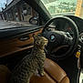 Milo Maccabees joined the competition — help win amazing prizes! cat, tabby_cat, car_interior, steering_wheel, bmw_logo, leather_seat, dashboard, car_keys, collar, whiskers, paws, window, storefront, rearview_mirror, parking_lot, reflection, daytime, side_mirror, brick_wall, passenger_seat