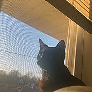 Itachi is registered to the contest to win money with this photo: black_cat, blinds, cat, cozy, ears, golden_hour, indoor, ledge, mesh, neighborhood, pet, portrait, rooftop, shadow, silhouette, sitting, sunlight, whiskers, window, window_screen