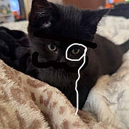Itachi joined the competition — help win amazing prizes! black_cat, kitten, pet, blanket, cozy, bed, fur, ears, eyes, close_up, portrait, indoors, living_room, tv, mirror, doodle_overlay, scribble, soft_texture, sleepy, cute