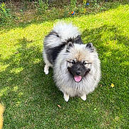 Vaïana participe au concours pour gagner de l'argent avec cette photo : dog, fluffy, outdoor, grass, happy, tongue_out, pet, garden, ball, sunlight, fence, playful, canine, nature, summer, smiling, animal, cute, fur, park