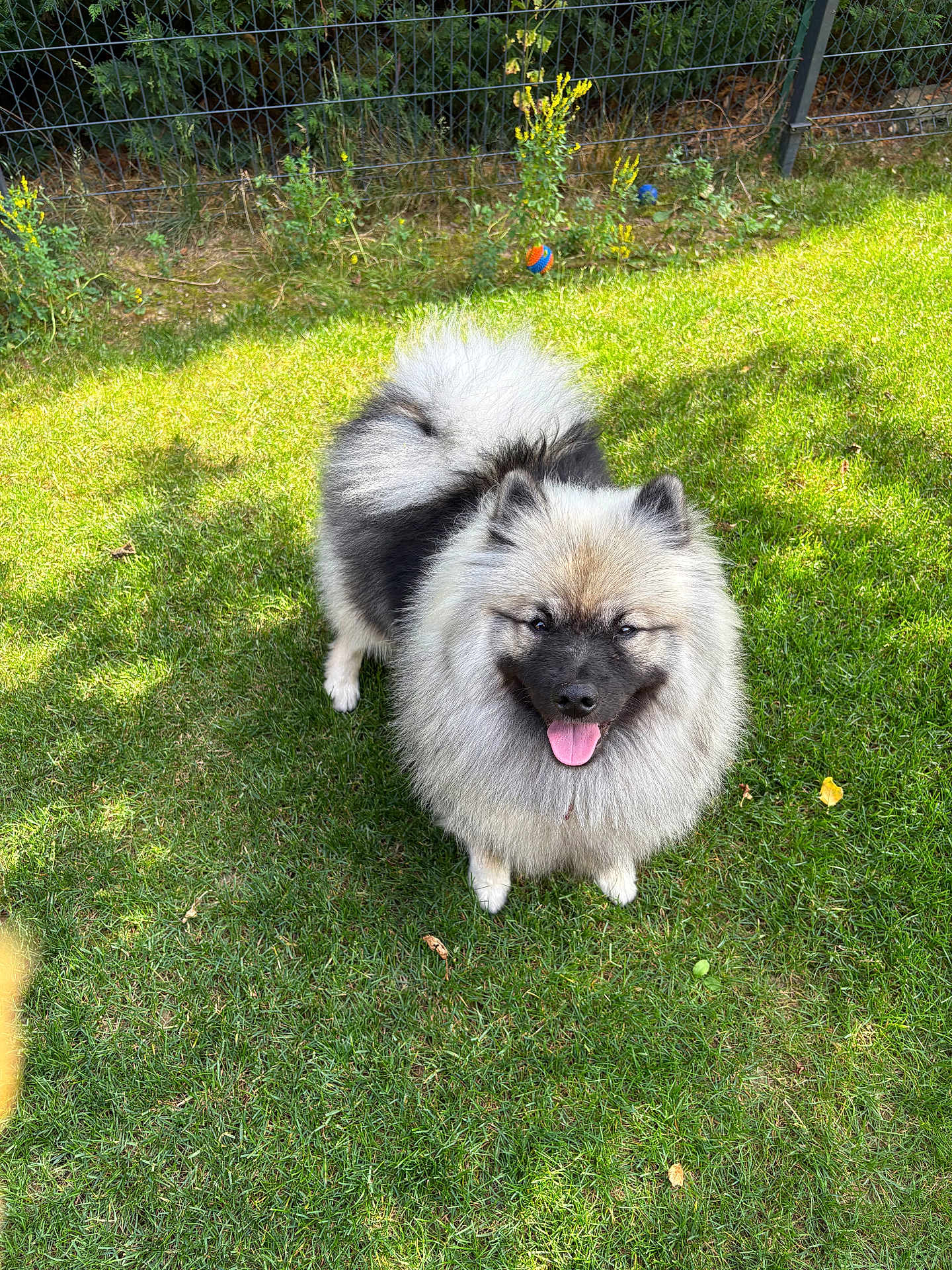 Vaïana participe au concours pour gagner de l'argent avec cette photo : dog, fluffy, outdoor, grass, happy, tongue_out, pet, garden, ball, sunlight, fence, playful, canine, nature, summer, smiling, animal, cute, fur, park
