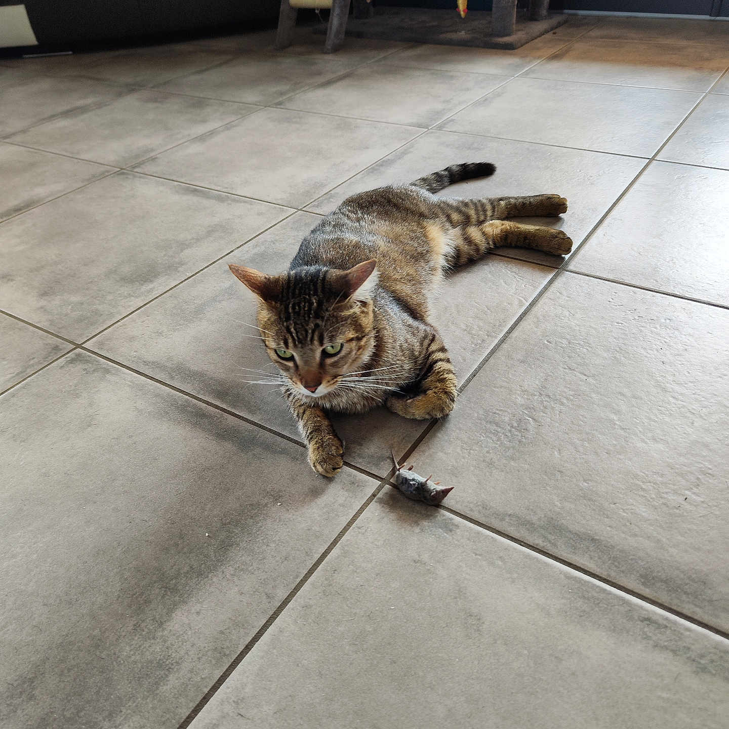 Takos a rejoint le concours — aidez-le/la à gagner de superbes lots ! abyssinian, accessories, animal, back, bodypart, cat, flagstone, hardwood, kitten, leash, manx, path, person, pet, plywood, slate, strap, tile, walkway, wood