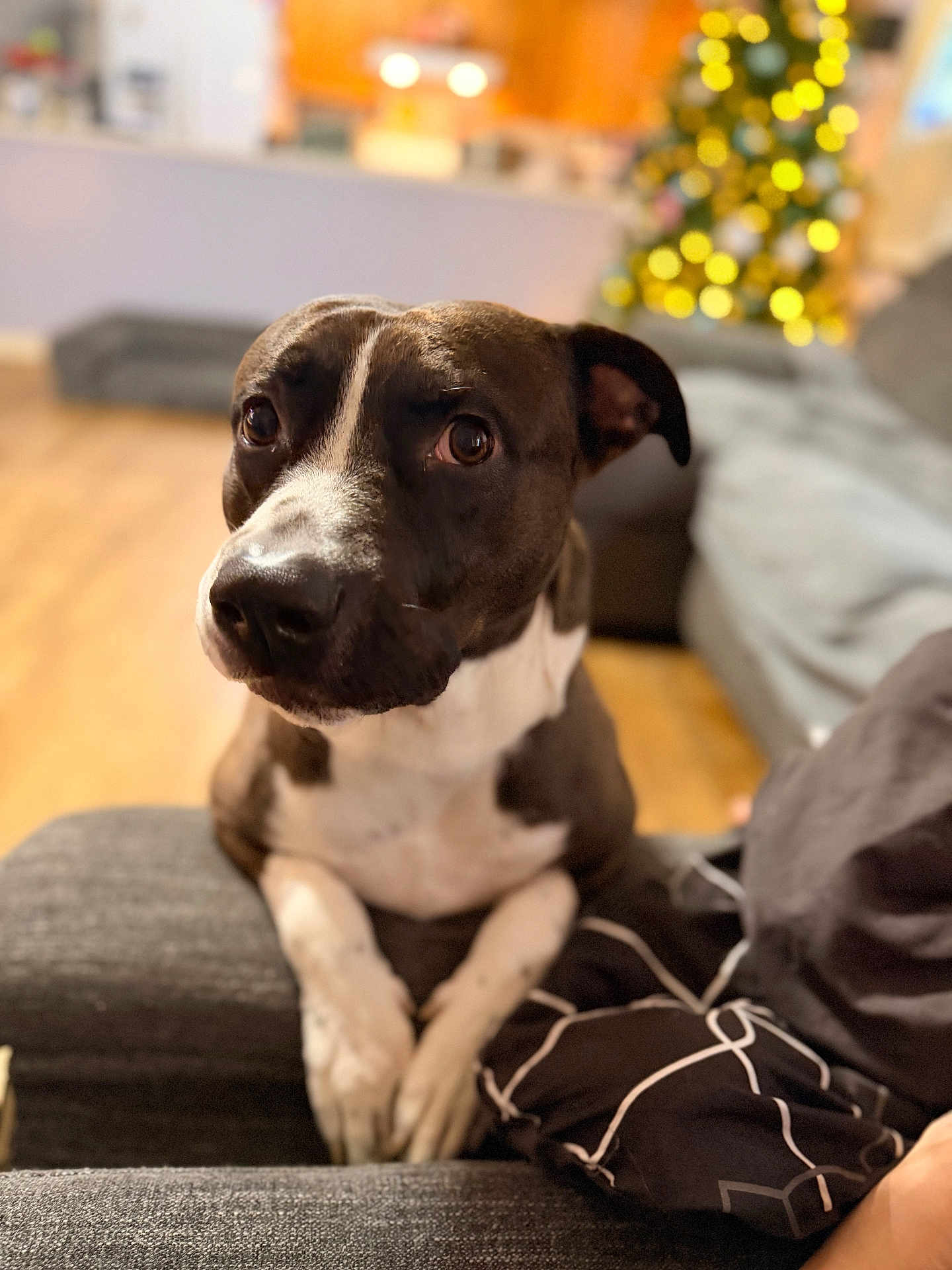 Lotto joined the competition — help win amazing prizes! dog, canine, pet, indoor, living_room, sofa, couch, christmas_tree, holiday, decorations, blurred_background, brown_dog, white_paws, closeup, portrait, cute, animal, domestic_animal, wooden_floor, cozy