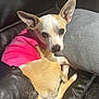 Mami And Papi joined the competition — help win amazing prizes! dog, pet, small_dog, pink_shirt, couch, leather_couch, pillow, indoor, animal, cute, relaxed, looking_at_camera, ears_up, fawn_colored, white_fur, resting, domestic_animal, companion, cozy, home