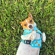 Mami And Papi is registered to the contest to win money with this photo: dog, small_dog, grass, blue_harness, pizza_pattern, pet, outdoor, lying_down, cute, playful, animal, canine, fur, ears, nose, collar, nature, summer, daylight, closeup