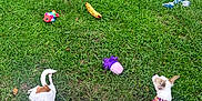 Mami And Papi is registered to the contest to win money with this photo: dog, grass, toy, outdoor, pet, fence, canine, playful, relaxed, pink_shirt, harness, greenery, summer, animal, laying_down, cute, small_dog, nature, sunlight, yard