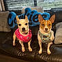 Mami And Papi is registered to the contest to win money with this photo: dog, pet, small_dog, harness, pink_harness, blue_harness, pizza_pattern, couch, leather_couch, pillow, blue_pillow, indoor, window_blinds, two_dogs, seated, cute, animal, companion, fur, alert