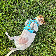 Papi And Mami is registered to the contest to win money with this photo: dog, grass, blue_harness, pizza_pattern, pet, outdoor, lying_down, small_dog, greenery, animal, cute, playful, fur, paw, tail, nature, summer, relaxed, whiskers, canine