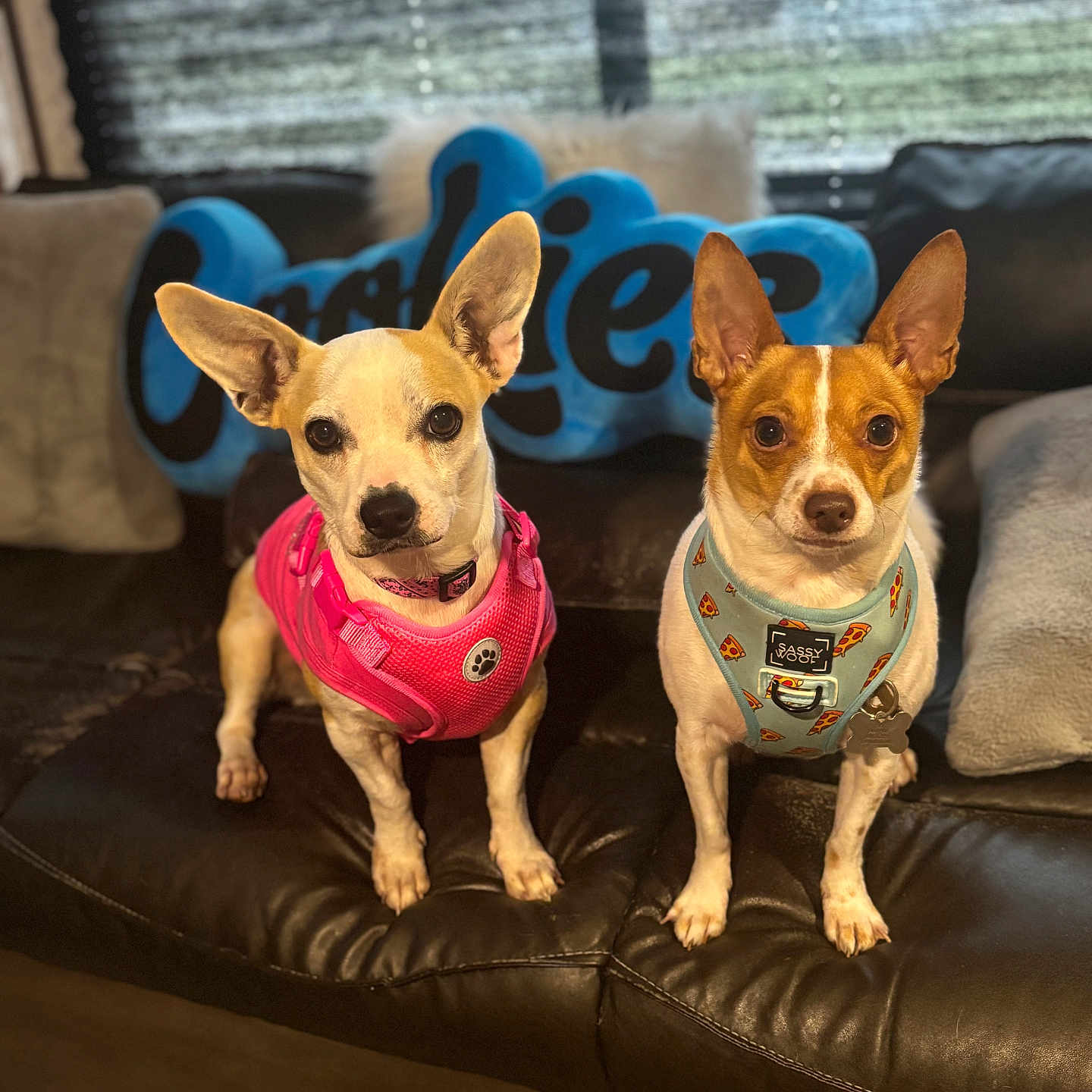 Papi And Mami is registered to the contest to win money with this photo: alert, animal, blue_harness, brown_and_white, companion, cozy, cute, dog, domestic, ears_up, indoor, leather_couch, looking_at_camera, pet, pillow, pink_harness, seated, small_dog, two_dogs, window_blinds