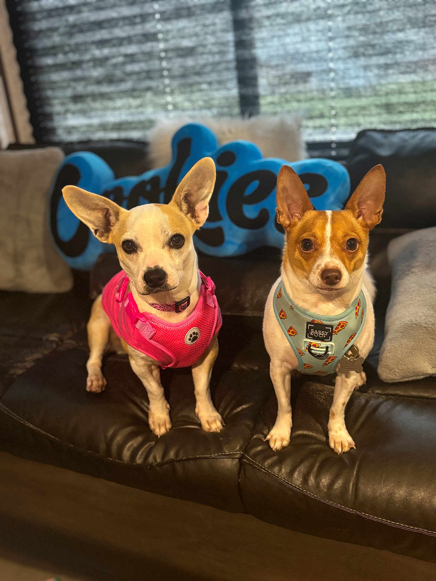 Papi And Mami is registered to the contest to win money with this photo: dog, small_dog, pet, indoor, leather_couch, pink_harness, blue_harness, ears_up, alert, brown_and_white, seated, pillow, window_blinds, cozy, domestic, animal, companion, cute, two_dogs, looking_at_camera