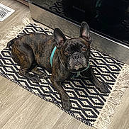 Jasper is registered to the contest to win money with this photo: animal, appliance, brindle, brown_eyes, collar, cute, dog, domestic_animal, ears, floor, french_bulldog, indoor, kitchen, looking_up, mammal, patterned_rug, pet, resting, rug, wood_floor