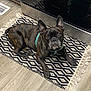 animal, appliance, brindle, brown_eyes, collar, cute, dog, domestic_animal, ears, floor, french_bulldog, indoor, kitchen, looking_up, mammal, patterned_rug, pet, resting, rug, wood_floor