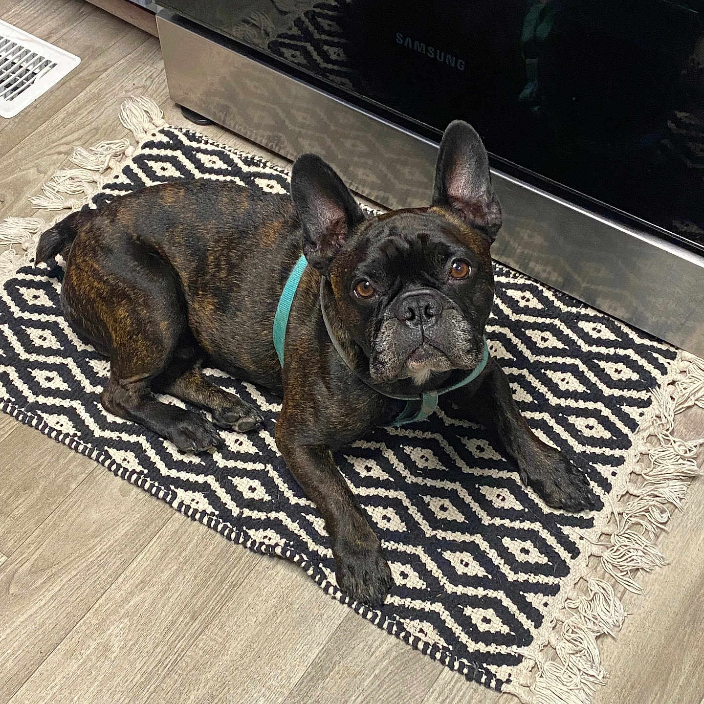 Jasper is registered to the contest to win money with this photo: animal, appliance, brindle, brown_eyes, collar, cute, dog, domestic_animal, ears, floor, french_bulldog, indoor, kitchen, looking_up, mammal, patterned_rug, pet, resting, rug, wood_floor