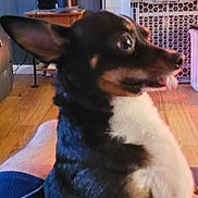 Margo is registered to the contest to win money with this photo: animal, baby_gate, black_dog, brown_dog, companion, cute, dog, ears, fireplace, furniture, indoor, lap, living_room, person_hand, pet, relaxed, small_dog, tongue_out, white_chest, wood_floor