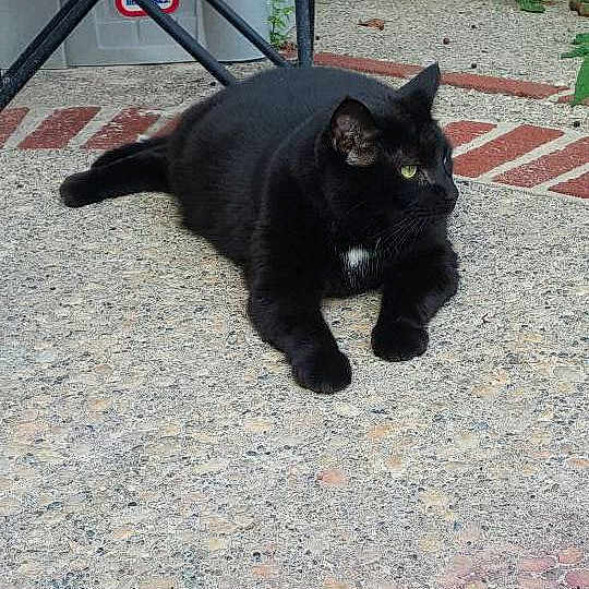 Meatball