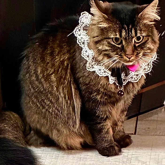 Bella Bersamira is registered to the contest to win money with this photo: animal, bell, cat, cute, domestic_animal, ears, feline, fluffy, fur, household, indoor, lace_collar, looking, pet, portrait, sitting, tabby, tail, whiskers, wooden_floor
