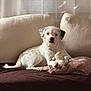 dog, puppy, white_dog, sofa, couch, cushion, stuffed_animal, plush_toy, blanket, living_room, curtain, indoor, pet, sitting, looking_at_camera, cozy, portrait, soft_light, paw, relaxed