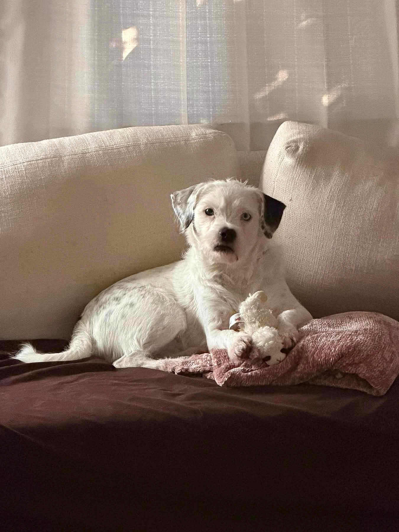 Toby joined the competition — help win amazing prizes! dog, puppy, white_dog, sofa, couch, cushion, stuffed_animal, plush_toy, blanket, living_room, curtain, indoor, pet, sitting, looking_at_camera, cozy, portrait, soft_light, paw, relaxed