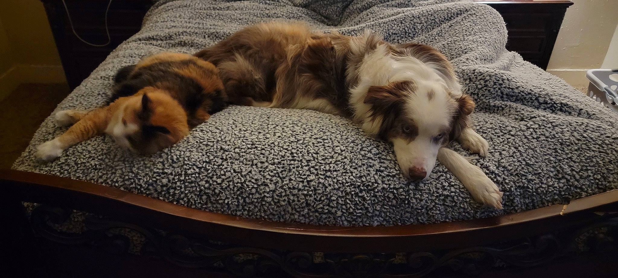 Cami is registered to the contest to win money with this photo: bored, canidae, carnivore, comfort, companion_dog, dog, dog_breed, fawn, felidae, flooring, fur, linens, mat, paw, pet_supply, small_to_medium_sized_cats, snout, sporting_group, tail, whiskers