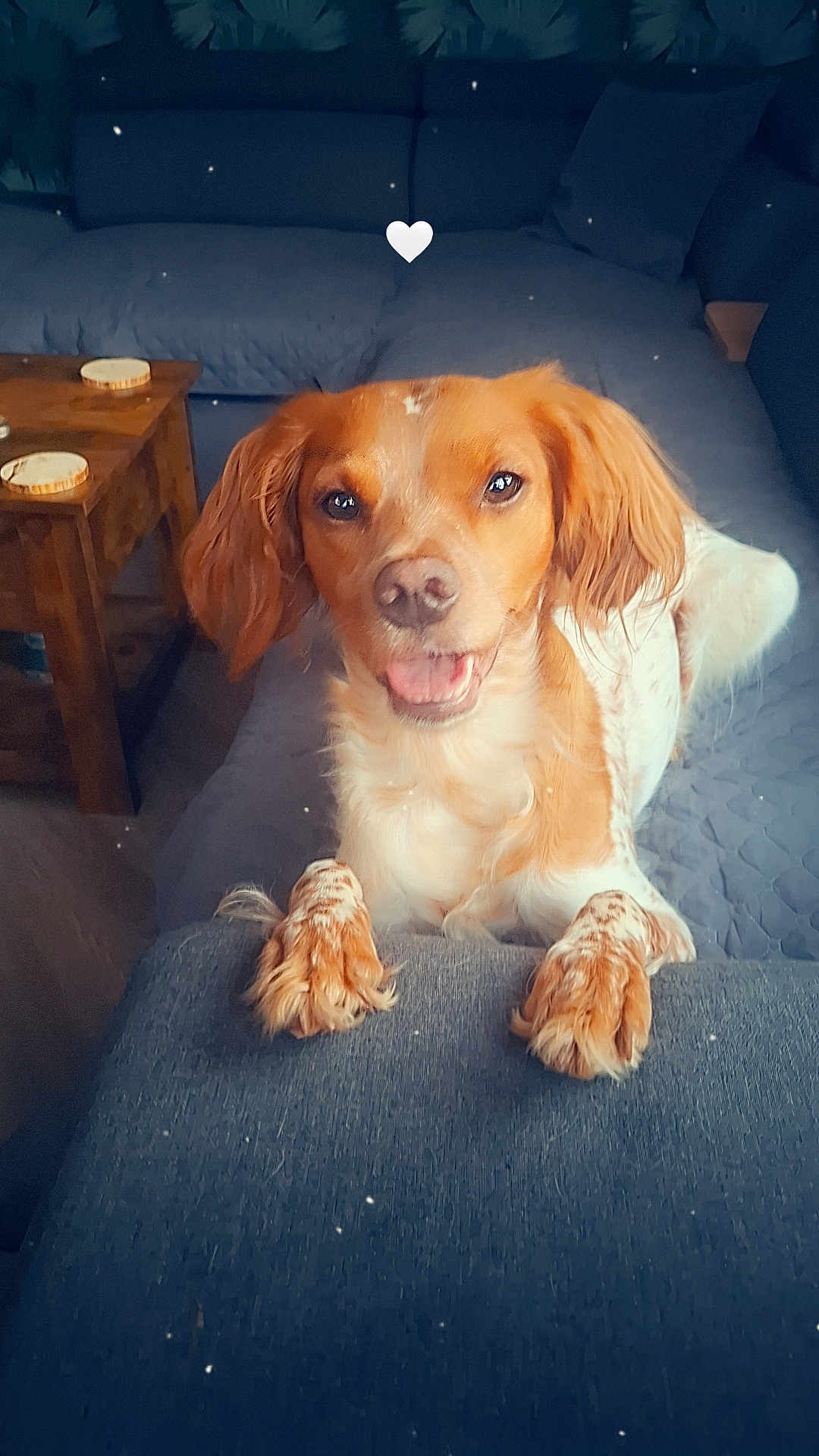 Xena participe au concours pour gagner de l'argent avec cette photo : dog, pet, couch, living_room, happy, ears, paws, wooden_table, indoor, smiling, fur, cute, animal, canine, relaxed, comfort, home, friendly, looking_at_camera, heart