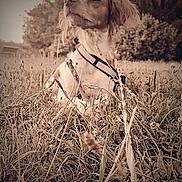 Xena a rejoint le concours — aidez-le/la à gagner de superbes lots ! dog, grass, field, outdoor, nature, leash, harness, sepia, vintage, blurred_background, canine, pet, animal, sitting, trees, bushes, daylight, closeup, nostalgic, portrait