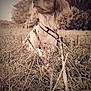 dog, grass, field, outdoor, nature, leash, harness, sepia, vintage, blurred_background, canine, pet, animal, sitting, trees, bushes, daylight, closeup, nostalgic, portrait