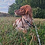 Xena a rejoint le concours — aidez-le/la à gagner de superbes lots ! dog, grass, field, leash, outdoor, nature, trees, sky, clouds, pet, brown, white, canine, animal, relaxing, daytime, fur, collar, side_view, calm