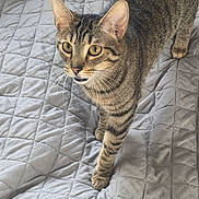 Lucipurr joined the competition — help win amazing prizes! cat, tabby, pet, animal, feline, yellow_eyes, whiskers, ears, paws, fur, striped, bed, blanket, quilt, indoor, curious, looking_up, close_up, cute, domestic