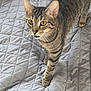 cat, tabby, pet, animal, feline, yellow_eyes, whiskers, ears, paws, fur, striped, bed, blanket, quilt, indoor, curious, looking_up, close_up, cute, domestic