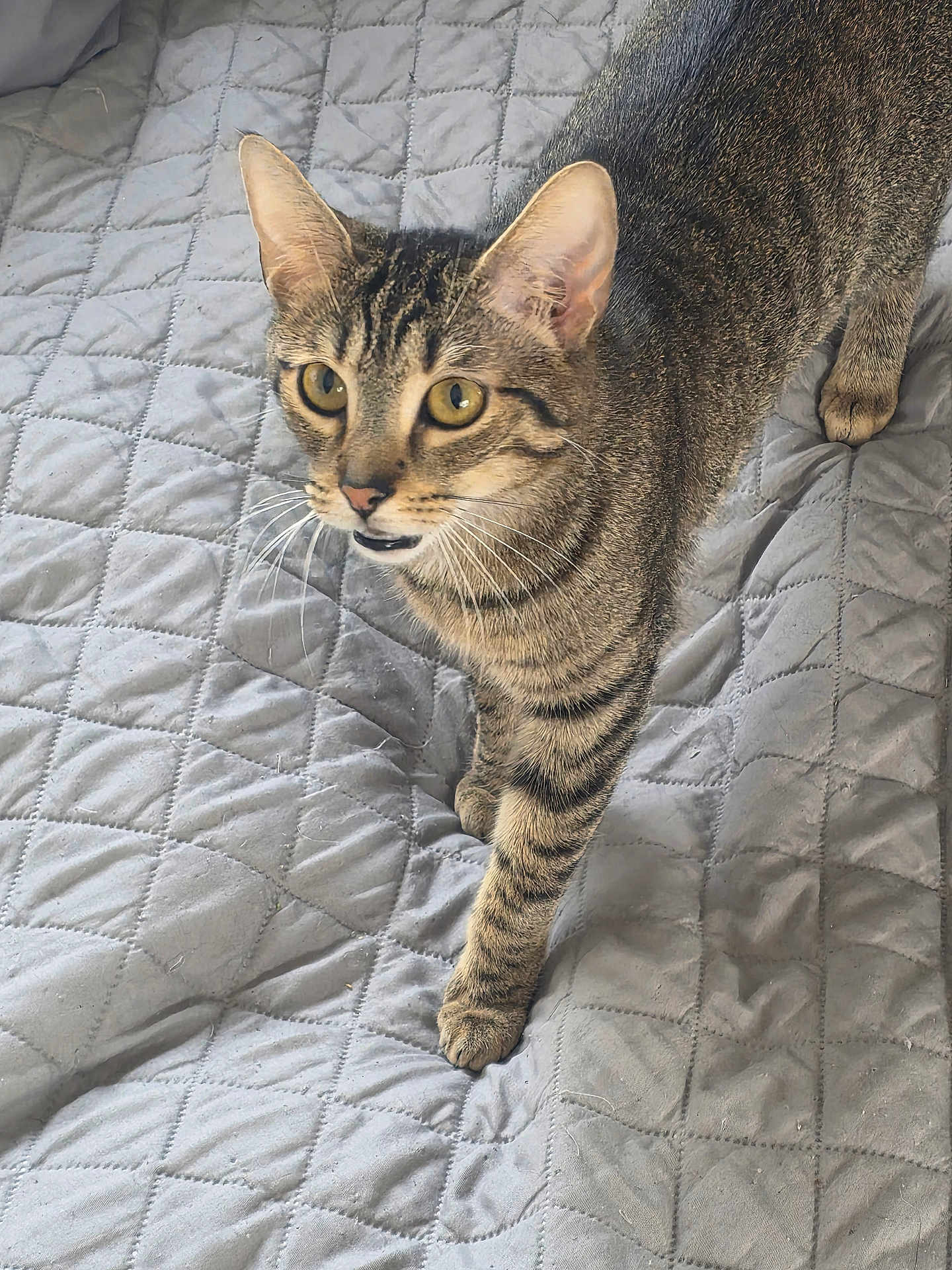 Lucipurr