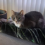 Boi is registered to the contest to win money with this photo: cat, gray_cat, white_chest, blanket, couch, indoor, pet, feline, resting, curious, soft_lighting, vertical_blinds, cozy, fur, whiskers, alert, domestic_animal, household, animal, comfort