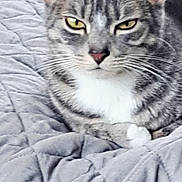 Luna joined the competition — help win amazing prizes! cat, tabby_cat, animal, pet, feline, close_up, yellow_eyes, whiskers, gray_fur, striped_fur, bed, blanket, texture, resting, indoor, looking_at_camera, ears, nose, paw, fur