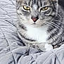 cat, tabby_cat, animal, pet, feline, close_up, yellow_eyes, whiskers, gray_fur, striped_fur, bed, blanket, texture, resting, indoor, looking_at_camera, ears, nose, paw, fur