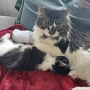 Mackie joined the competition — help win amazing prizes! cat, kitten, animal, pet, furry, snuggling, blanket, couch, indoor, cozy, resting, fur, whiskers, paw, sleeping, domestic, closeup, relaxing, companion, cute