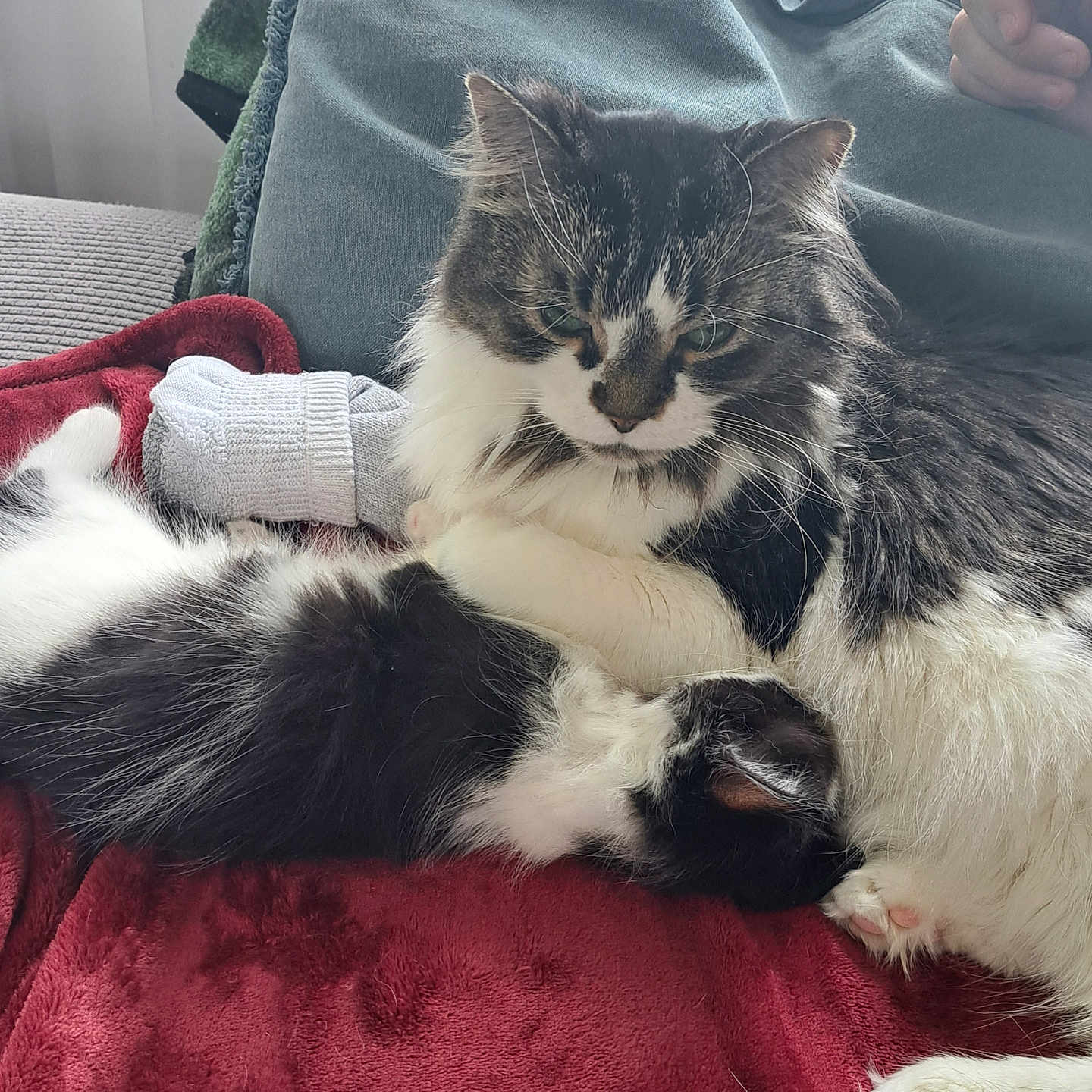 Mackie joined the competition — help win amazing prizes! animal, blanket, cat, closeup, companion, couch, cozy, cute, domestic, fur, furry, indoor, kitten, paw, pet, relaxing, resting, sleeping, snuggling, whiskers