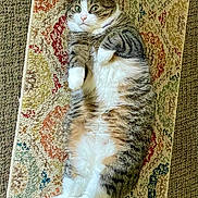 Boots joined the competition — help win amazing prizes! cat, fluffy, lying_down, rug, patterned_rug, indoor, pet, white_paws, tabby, wide_eyes, relaxed, fur, whiskers, pink_nose, domestic_cat, carpet, cute, animal, resting, home