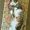 cat, fluffy, lying_down, rug, patterned_rug, indoor, pet, white_paws, tabby, wide_eyes, relaxed, fur, whiskers, pink_nose, domestic_cat, carpet, cute, animal, resting, home