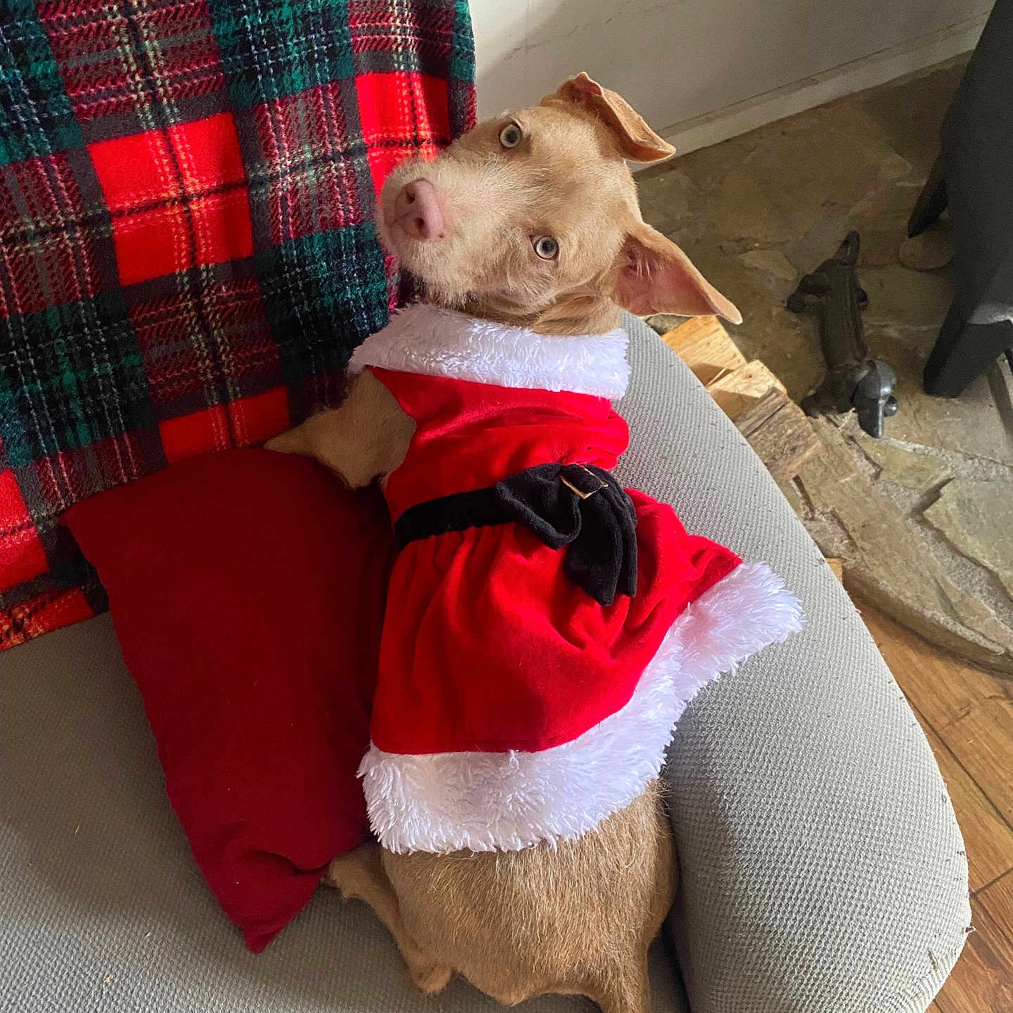 Pacie joined the competition — help win amazing prizes! animal, armchair, canine, christmas_outfit, costume, cozy, cute, dog, domestic, festive, floor, furniture, holiday, indoor, looking_back, pet, pillow, plaid_blanket, red_dress, wood_floor