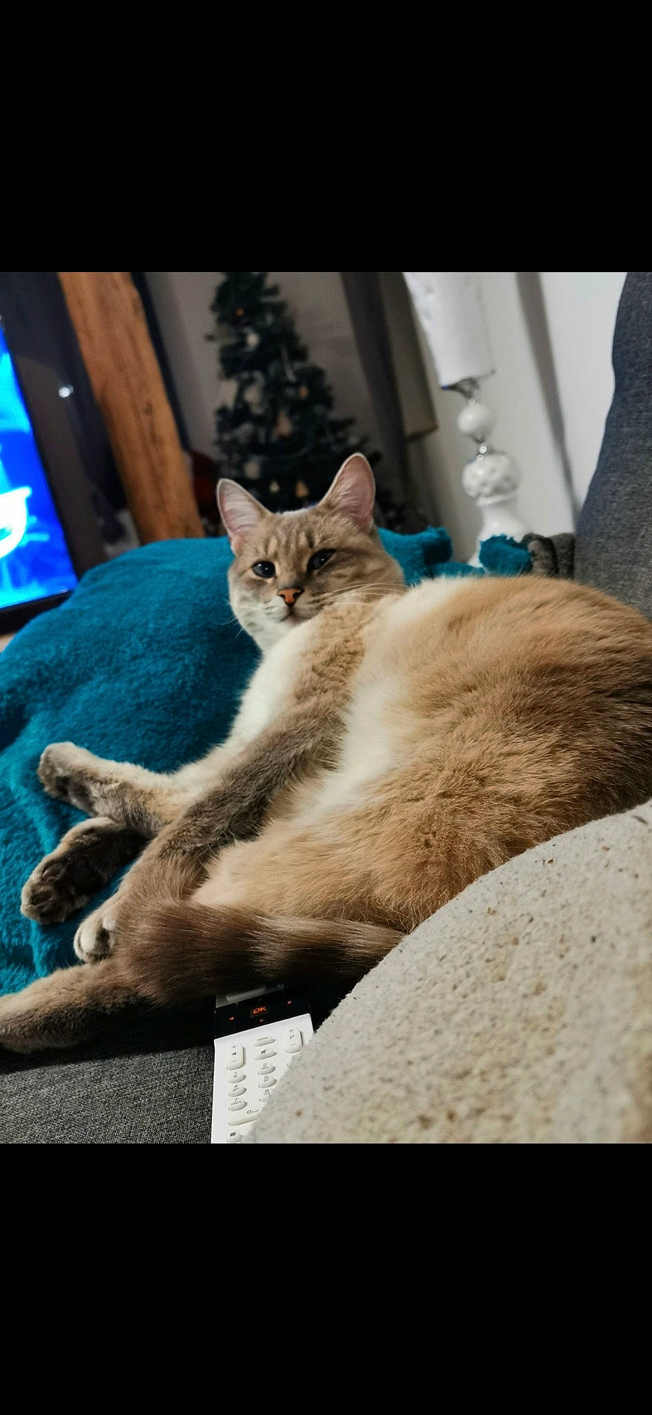 Alvin a rejoint le concours — aidez-le/la à gagner de superbes lots ! carnivore, cat, claw, comfort, domestic_short_haired_cat, fawn, felidae, fur, grey, houseplant, linens, nap, paw, plant, sitting, small_to_medium_sized_cats, snout, tail, whiskers, wildlife