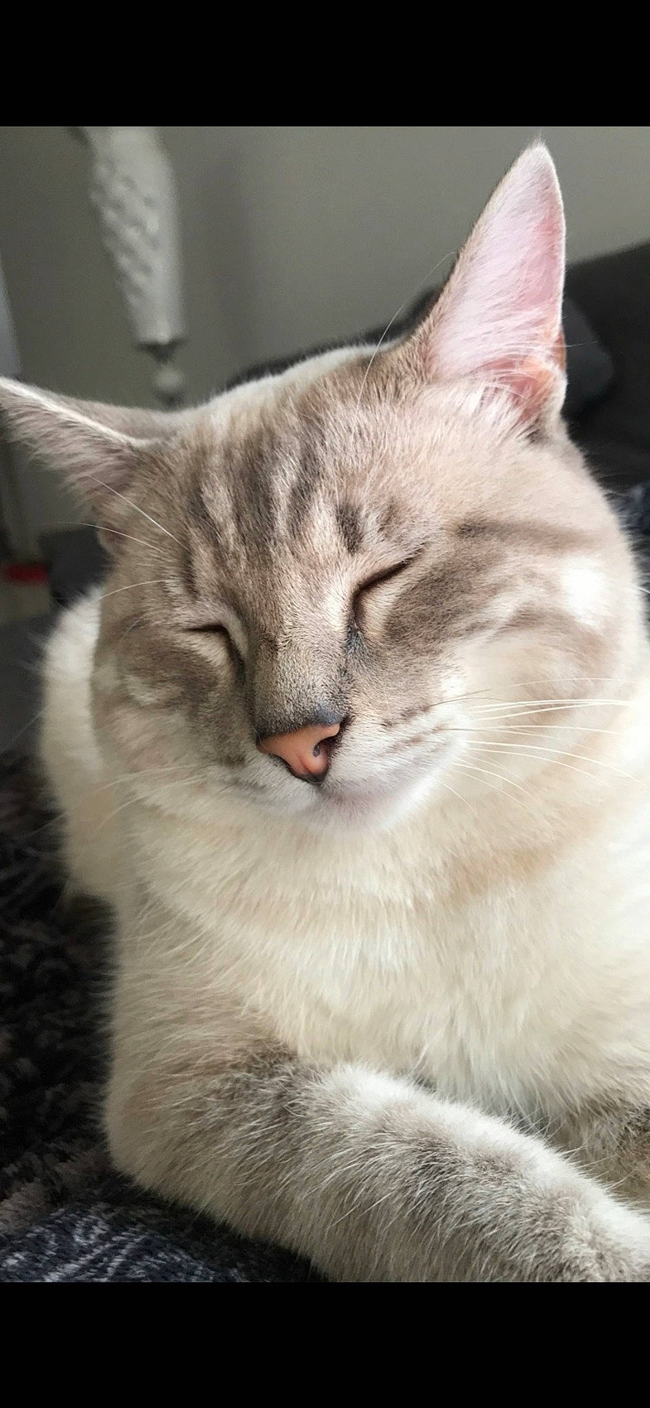 Alvin a rejoint le concours — aidez-le/la à gagner de superbes lots ! carnivore, cat, cat_supply, claw, domestic_short_haired_cat, fang, fawn, felidae, fur, paw, plant, small_to_medium_sized_cats, snout, tail, terrestrial_animal, tree, whiskers, window