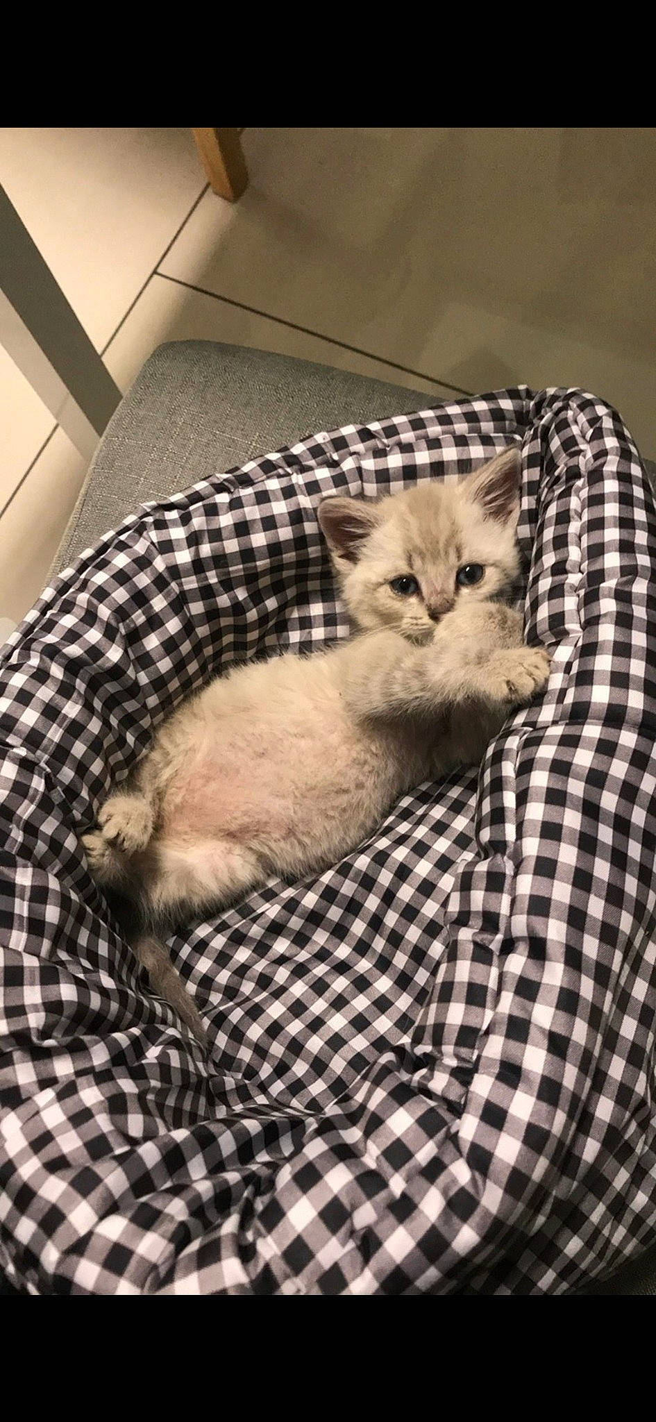 Alvin participe au concours pour gagner de l'argent avec cette photo : carnivore, cat, cat_supply, claw, comfort, domestic_short_haired_cat, fawn, felidae, fur, grey, mammal, pattern, paw, plaid, small_to_medium_sized_cats, snout, tail, tartan, vertebrate, whiskers