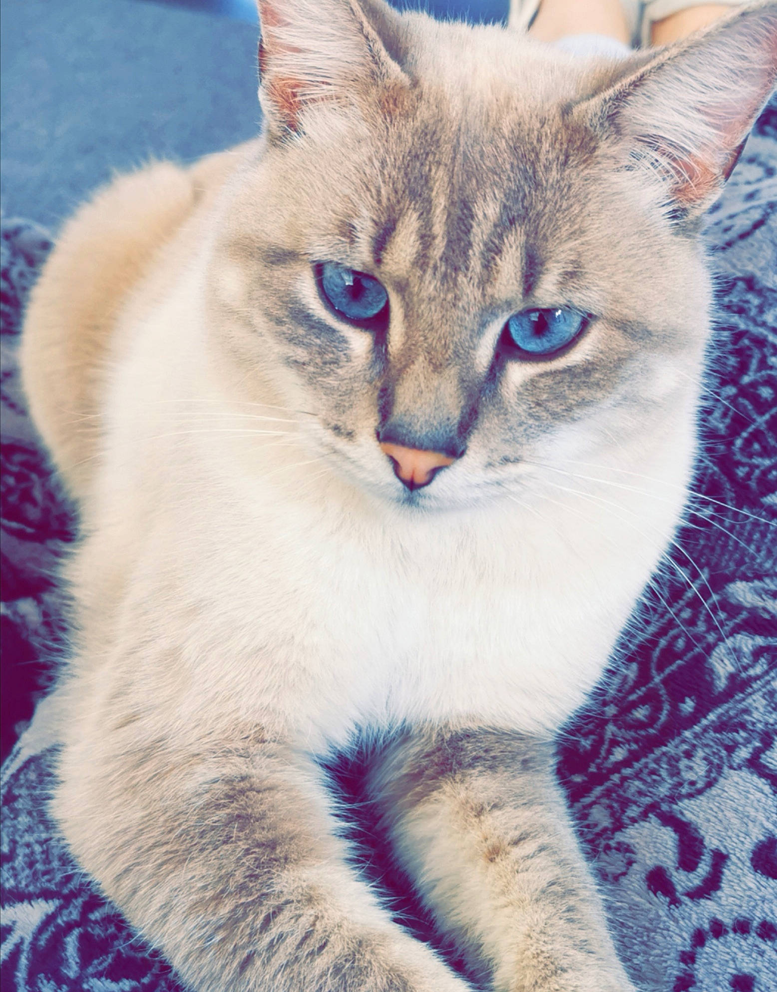 Alvin participe au concours pour gagner de l'argent avec cette photo : art, carnivore, cat, domestic_short_haired_cat, electric_blue, event, felidae, fur, iris, paint, paw, photo_caption, small_to_medium_sized_cats, snout, tail, whiskers, window