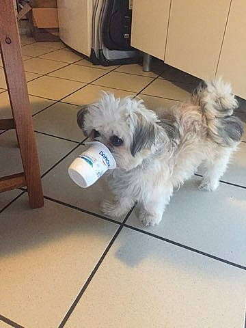 Pitchou a rejoint le concours — aidez-le/la à gagner de superbes lots ! cabinetry, canidae, carnivore, companion_dog, dog, dog_breed, dog_supply, floor, flooring, fur, laminate_flooring, maltepoo, puppy, shih_poo, small_terrier, terrier, tile, tile_flooring, toy_dog, working_animal