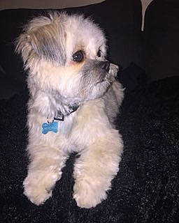 Pitchou a rejoint le concours — aidez-le/la à gagner de superbes lots ! canidae, carnivore, cavapoo, companion_dog, dog, dog_breed, fur, mal_shi, maltepoo, mammal, non_sporting_group, puppy, shih_poo, small_terrier, snout, terrier, toy_dog, vertebrate, working_animal, yorkipoo