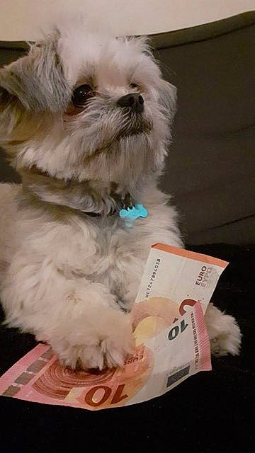 Pitchou a rejoint le concours — aidez-le/la à gagner de superbes lots ! canidae, carnivore, collar, companion_dog, dog, dog_breed, dog_collar, dog_supply, fur, non_sporting_group, paper, paper_product, pet_supply, puppy, small_terrier, snout, terrier, toy_dog, vertebrate, working_animal