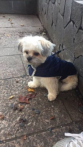 Pitchou participe au concours pour gagner de l'argent avec cette photo : canidae, carnivore, collar, companion_dog, dog, dog_breed, dog_collar, dog_supply, fur, leash, mammal, pet_supply, puppy, small_terrier, snout, sporting_group, terrier, toy_dog, vertebrate, working_animal